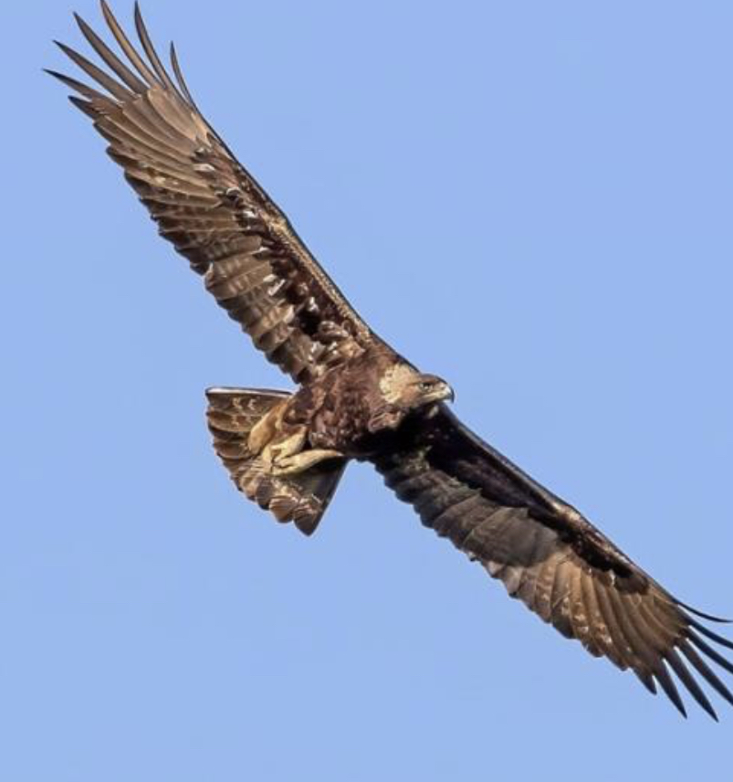 Golden Eagle